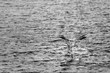 Pelican bird fishing in the ocean