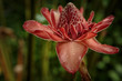 Etlingera eliator (pporcelain roses), close up