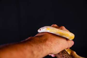 Beautiful hybrid snake, crossing of two species, corn snake and rat snake