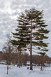 Big pine tree standing alone in the snow