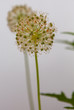 Allium flowers close up on white background