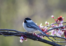 Black-capped Chickadee, Poecile Atricapillus, Perched On A Flowering Plum Tree In Spring