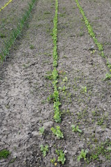 Poster - Vegetable Garden