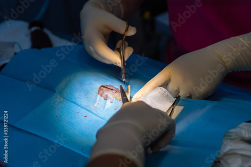Fototapeta na szkło Veterinarian suturing castration surgery wound