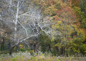 Wall Mural - The bare branches of a sycamore tree stand out against a backdrop of the autumn colors of maple and oak trees