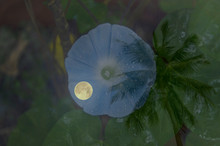 Blue Morning Glory Flower With Full Moon And Palm Tree