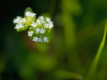 野原の小さい白い花