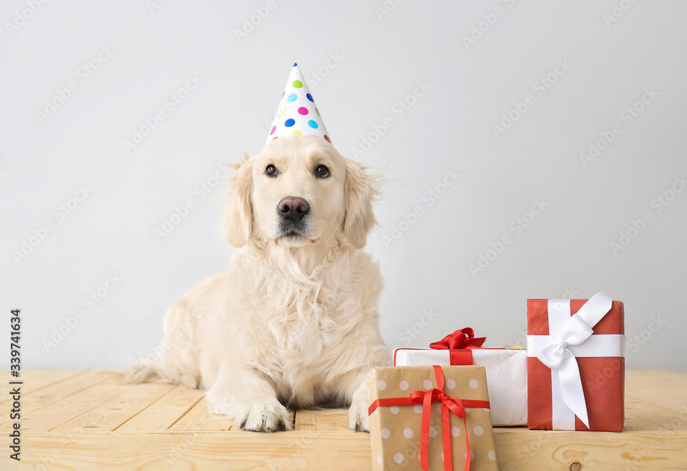 Cute dog in party hat and with gifts on light background