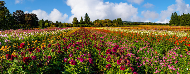 Dahlia Fields, Oregon