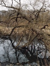 Fallen Bare Tree Over Lake