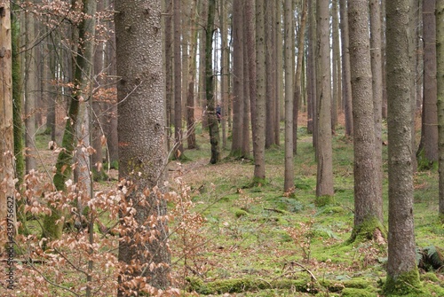 Trees In Forest © edwin van eijbergen/EyeEm
