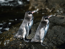 Gal√°pagos Penguins
