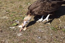 High Angle View Of Vulture Feeding On Field