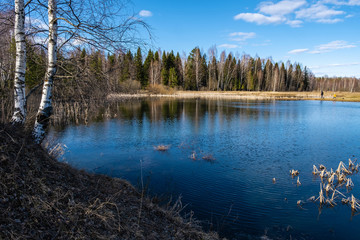 Wall Mural - A small forest lake reflecting a blue sky with white clouds.