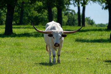 White Longhorn with black ears