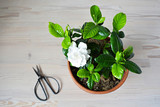 Blooming white gardenia and black steel scissors on wooden desk
