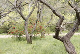Fototapeta Desenie - 春の公園の木