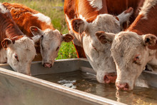 Real Photograph Of Cows Drinking Water From A Drinking Rough At Summer With Nice Sunlight Photo