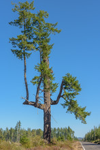 Remnant Tree