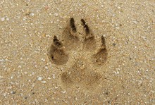 Close-up Of Paw Print On Sand