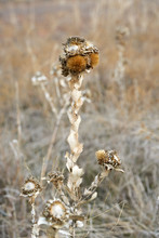 Close Up Image Of Dry Brown Curlycup Gumweed (Grindelia Squarrosa) Plant. Wintertime In Texas