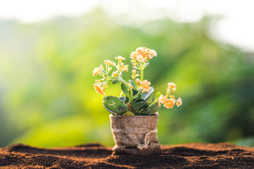 Poster - Flowers in a bag on the soil and a natural green background