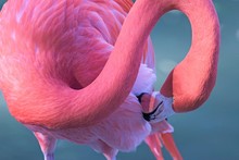 Close-up Of Flamingo Preening Feathers