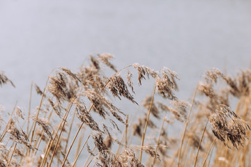 Spring river landscape in beige and grey, fluffy plant on river bank, windy and calm