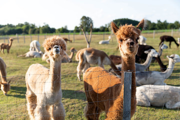 Wall Mural - Cute alpacas on the farm