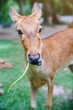 © HarryKiiM Stock - Portrait view of cute young deer eating vegetable with sunlight in the park at Thailand zoo.