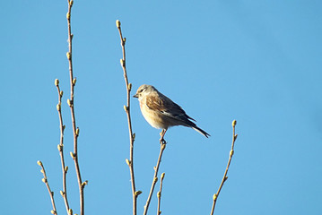 Linnet on a tree branch. Spring, buds appeared on the pear.