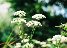 Close-up Of Cow Parsley