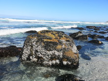 Mussel And Barnacle On Rock Formation In Sea