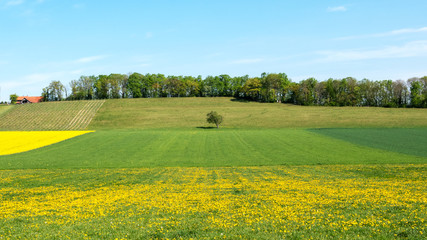 Agricultural land in yellow green colors