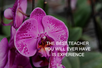 Wall Mural - Inspirational quotes - The best teacher you will ever have is experience.