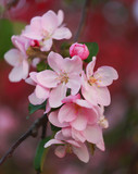 Fototapeta Storczyk - Branch of a blossoming apple tree in the spring.