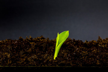 Wall Mural - Little plant growing on soil with sunlight