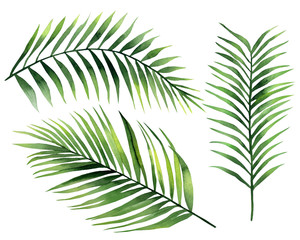  Palm leaves. Tropical coconut branches. Botanical plant set. Watercolour illustration isolated on white background.