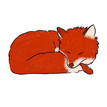 Red Fox Sleeping