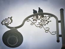 Pigeons Perched On Street Light