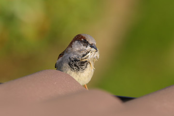 Wall Mural - Adult male house sparrow, passer domesticus, sitting on roof tiles with a mouthful of nesting material.