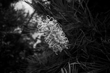 Grevillea flower in black and white