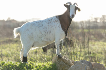 Goat in herbs with