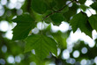 Zielone liście platanu