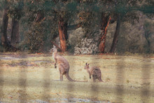 Australian Kangaroos. Baby Kangaroo With Mother, Playing In Fields. Rustic, Dark, Vintage, Burnt Background