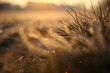 Oszronione źdźbła trawy na tle wschodzącego słońca