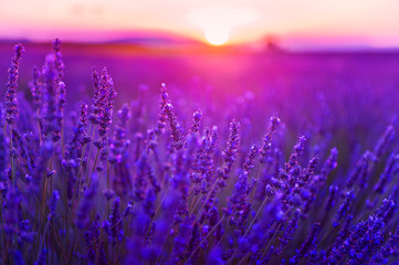 Wall Mural - Lavender flowers at sunset in Provence, France. Macro image, selective focus. Beautiful summer landscape