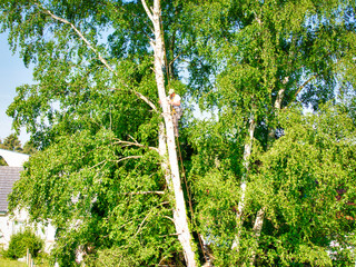 Canvas Print - Mature male tree trimmer high in birch tree, 30 meters from ground, cutting branches with gas powered chainsaw and attached with headgear for safe job