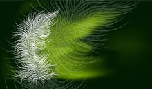 Vector Image In Green Colors And A Transparent Feather.