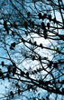 gołębie gałęzie drzewo ptak na drzewie ptaki na drzewie niebo gołąb